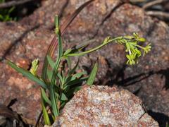 Codonorhiza micrantha
