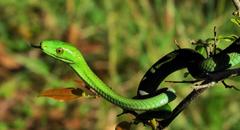 Dendroaspis angusticeps