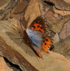 Chrysoritis brooksi tearei