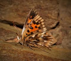 Chrysoritis brooksi tearei