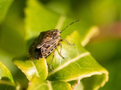 Holcogaster fibulata