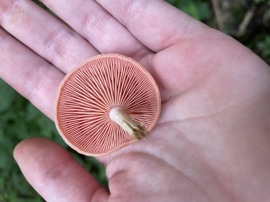 Wrinkled Peach from Rock Bridge Memorial State Park, Columbia, MO, US ...