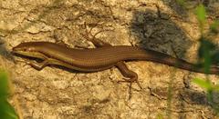 Trachylepis depressa