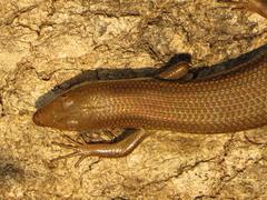 Trachylepis depressa