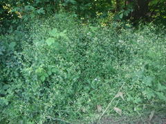 Galium mollugo