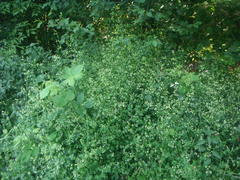 Galium mollugo