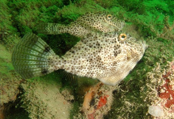 Blotchy Filefish