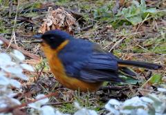 Cossypha dichroa dichroa