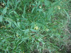 Melampyrum pratense