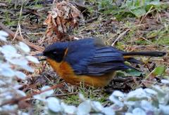 Cossypha dichroa dichroa