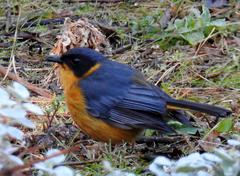 Cossypha dichroa dichroa