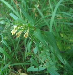 Melampyrum pratense