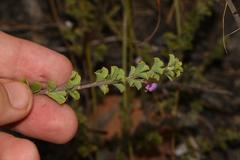 Indigofera candolleana
