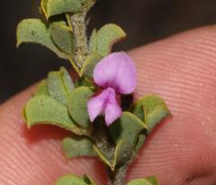 Indigofera candolleana