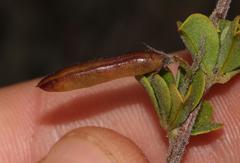 Indigofera candolleana