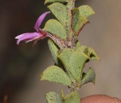Indigofera candolleana