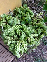 Sedum morganianum