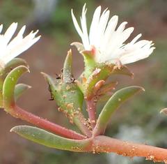 Delosperma litorale