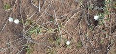 Delosperma litorale