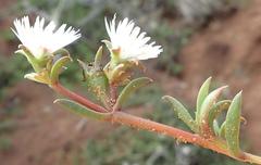 Delosperma litorale