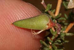 Aspalathus biflora biflora