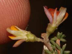 Aspalathus biflora biflora