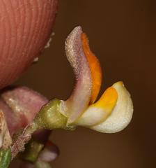 Aspalathus biflora biflora