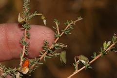 Aspalathus biflora biflora
