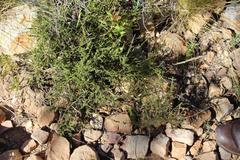 Aspalathus biflora biflora