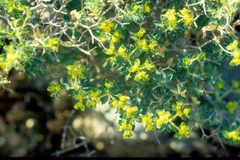 Euphorbia acanthothamnos