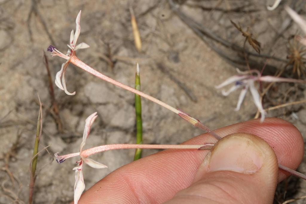 Lapeirousia anceps, Papenkuils Wetland