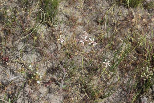Lapeirousia anceps