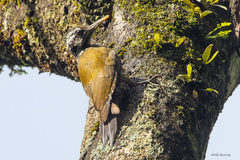 Yellow-Crested Woodpecker photo 5
