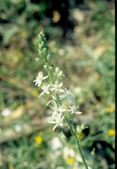Ornithogalum narbonense
