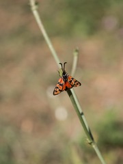Zygaena hilaris