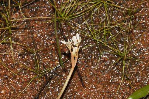 Narrowleaf waterblommetjie (Aponogeton angustifolius)