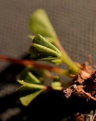 Oxalis dreyerae