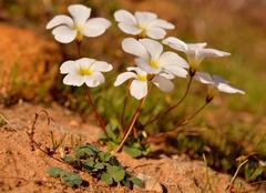 Oxalis dreyerae