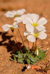 Oxalis dreyerae