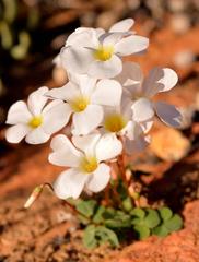 Oxalis dreyerae