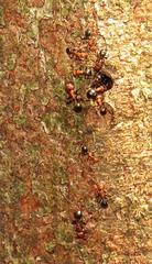 Atopomyrmex mocquerysi