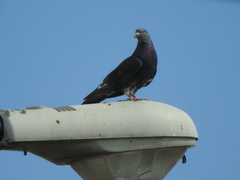 Columba livia