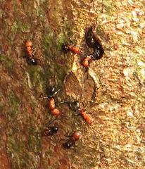 Atopomyrmex mocquerysi