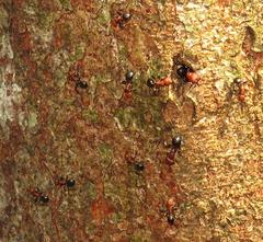 Atopomyrmex mocquerysi