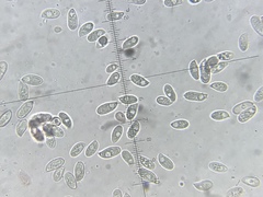 Macrocystidia