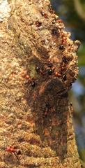 Atopomyrmex mocquerysi