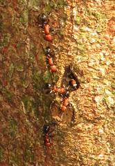 Atopomyrmex mocquerysi