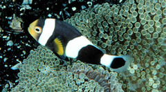 Brownsaddle Clownfish photo 5