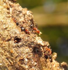 Atopomyrmex mocquerysi