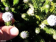 Stilbaceae